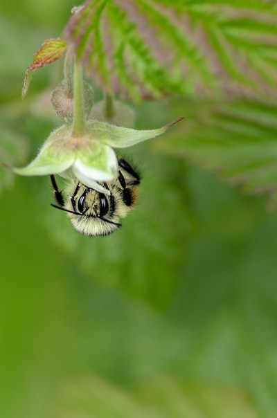 蜜蜂在花上的倾斜镜头照片